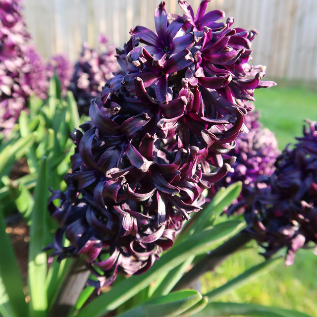 The purple-black flowers of Hyacinth Midnight Mystic&reg; in a sunny area, looking more of a plum colour