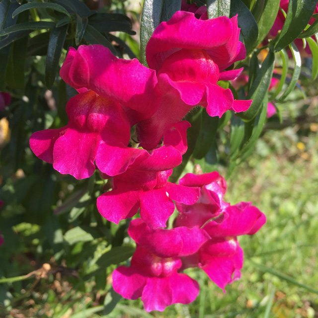 Snapdragon flowers in bloom