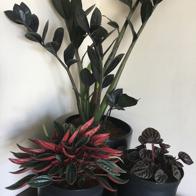 Dark Houseplants