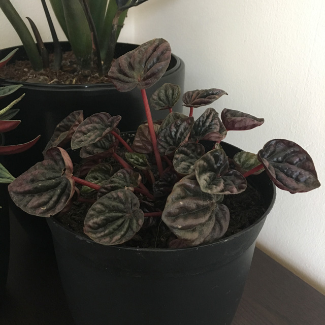 Peperomia Caperata 'Luna Red'