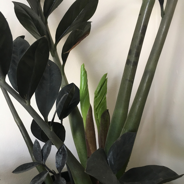 Zamioculcas Zamiifolia 'Raven' shoots